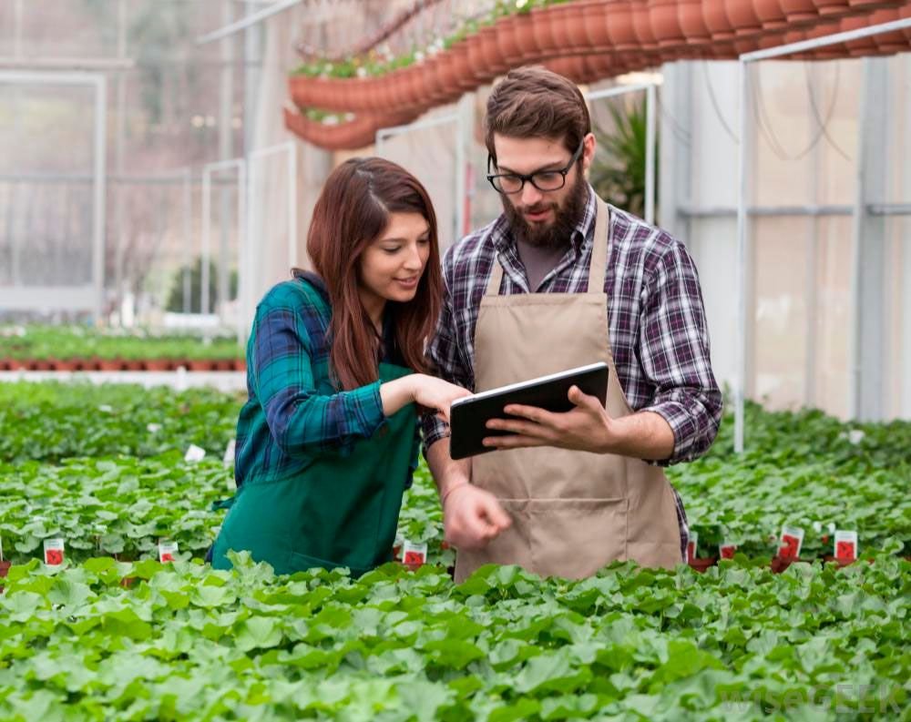 Cómo iniciar un negocio de vivero de plantas